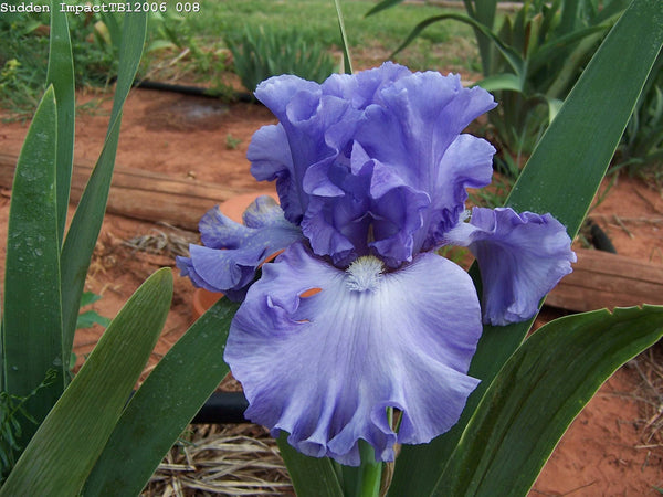 SUDDEN IMPACT