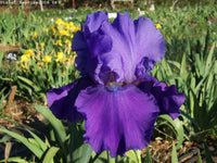 VIOLET REPRISE
